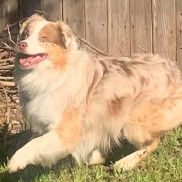 Australian Shepherds from SuperStar K9s