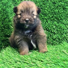 Selene - Orange sable female Pomeranian puppy in Atlanta, Georgia from Merle Paws Pomeranians