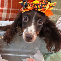 Mossie - Chocolate and tan female Dachshund puppy in Sparr, Florida from From the Heart Doxies