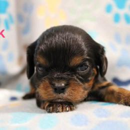 Pink - Black and tan female Cavalier King Charles Spaniel puppy in Glendale, Arizona from Comforting Cavaliers