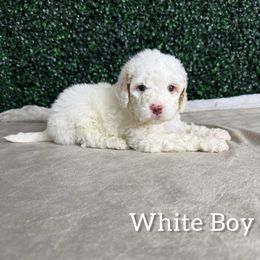White boy - White male Bernedoodle puppy in Modesto, California from Two Doods Doodles