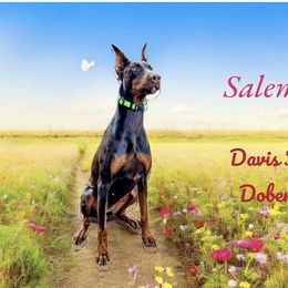 Salem - Red and rust female Doberman Pinscher puppy in Xenia, Ohio from Davis Family Dobermans