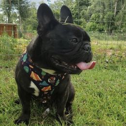 French Bulldogs from Cleveland’s Frenchies