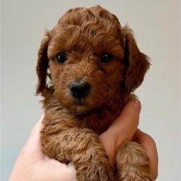 Gale - Red  female Goldendoodle puppy in De Pere, Wisconsin from Kinzor Kennels