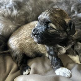 Havanese, Havapoo, and Poodle Puppies from Parlor Pups