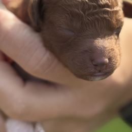 Goldendoodle Puppies from Ashlee Shelley