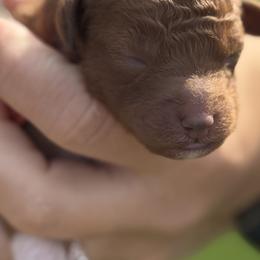 Goldendoodle Puppies from Ashlee Shelley