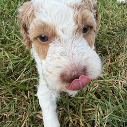 Boy 1 - Parti male Double Doodle puppy in Yoakum, Texas from The Scott’s Dood Ranch