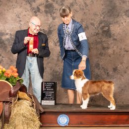 Miniature American Shepherd Puppies from MorningStar Miniature American Shepherds