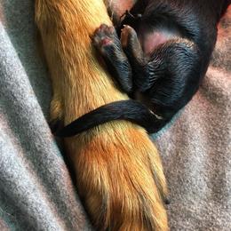 "K litter, spring 2022" German Shepherd Puppies from Schonwasser Shepherds