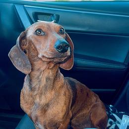 Delilah - Dachshund