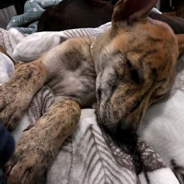 Vietnamese Phu Quoc Ridgeback Puppies from Vietnamese Phu Quoc Ridgeback Dogs of Southern California
