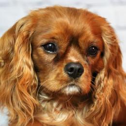Cavachons, Cavalier King Charles Spaniels, Cavapoos, and Goldendoodles from Manoka's Honeybee