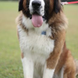 Caucasian Shepherd Dogs, Labradoodles, Saint Bernards, and Working Dog Crosses from Blue Line Kennels