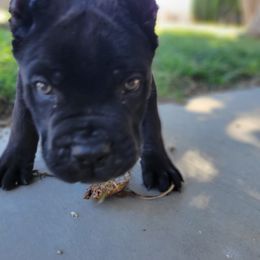 Cane Corso Puppies from JSM Corsos