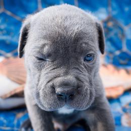 Brown Collar - Gray brindle male Cane Corso puppy in Houston, Texas from Zenith Cane Corso