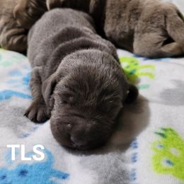 Dilute Retriever and Labrador Retriever Puppies from TLS Retrievers