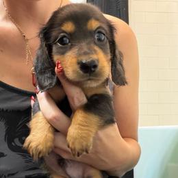 Dracula - Black and tan male Dachshund puppy in Tampa, Florida from EntityDachs