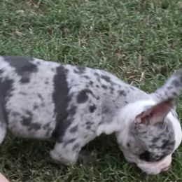 Star - Blue female Companion Cross puppy in Fort Smith, Arkansas from Blue Elite Boston Terriers Frenchies & Frenchtons