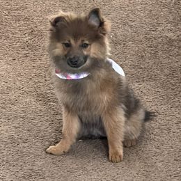Snickers - Pomeranian