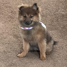 Snickers - Pomeranian
