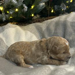 Chestnut (Dark Green Collar) - Apricot male Cavapoo puppy in Austin, Texas from Lucy Lou’s Cavapoos