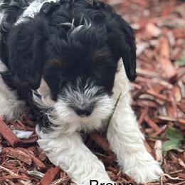 Brown collar boy - Tri-color male Bernedoodle puppy in Colorado Springs, Colorado from Pikes Peak Doodles