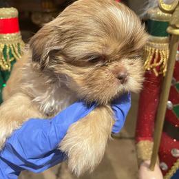 Andre - Chocolate and tan male Shih Tzu puppy in Ogden, Utah from With Love