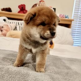Abel - Sesame male Shiba Inu puppy in Milton, Florida from Moonlight Shibas