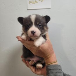 Bluie male (2) - Blue Pembroke Welsh Corgi puppy in Tucson, Arizona from Little Reds Corgis