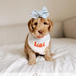 Chef - Yachties - Caramel female Australian Labradoodle puppy in Syracuse, Indiana from The Doodle Cove