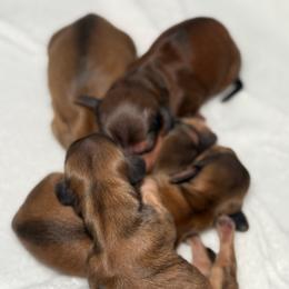 AKC Girl 4 - Chocolate female Dachshund puppy in Sumrall, Mississippi from JP’s Dachshunds