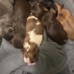 Shih Tzu Puppies from The Lion dog Shih Tzu