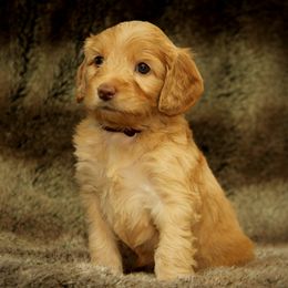 Anna - Caramel red female Australian Labradoodle puppy in Stanwood, Washington from Victoria Creek Australian Labradoodles