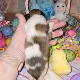 Boy 1 - White and sable male Papillon puppy in Forest City, North Carolina from Eastern Papillions