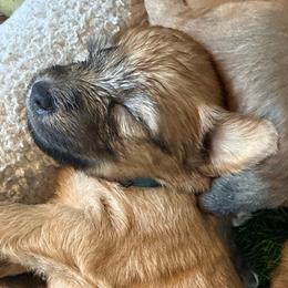 Baby Blue - Wheaten male Soft Coated Wheaten Terrier puppy in Gordonville, Texas from Serenity Valley Wheatens