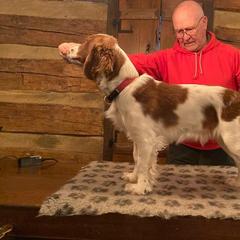Welsh Springer Spaniel All Grown Up from Braith Welsh Springer Spaniels