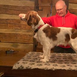 Welsh Springer Spaniel All Grown Up from Braith Welsh Springer Spaniels