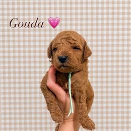 Gouda - Red  female Goldendoodle puppy in La Porte, Texas from B+C Doodles