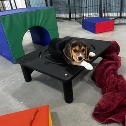 Beagle Puppies from Leslie Beagles of Leslie Farm