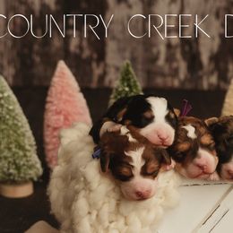 Bernedoodle Puppies from Country Creek Doodles