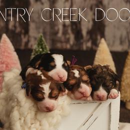 Bernedoodle Puppies from Country Creek Doodles