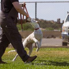 "Sea Shanties Litter 2021 - 14 weeks " Borzoi Puppies from Rezance Borzoi