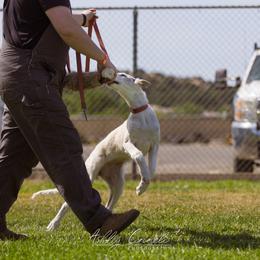 "Sea Shanties Litter 2021 - 14 weeks " Borzoi Puppies from Rezance Borzoi