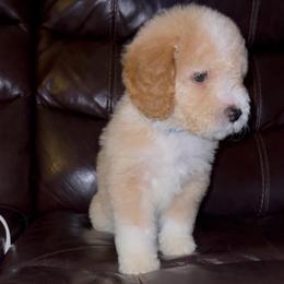 Big Tex (Our Lone Star State litter) - Red  male Goldendoodle puppy in Hopkins County, Texas from Boutique Doodles