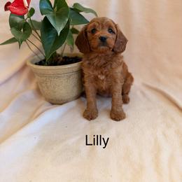 Lilly - Red female Cavapoo puppy in Oxford, Pennsylvania from FriendlyPals