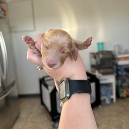 Boy 1 - Cream male Dachshund puppy in Las Animas, Colorado from J&D Dachsies
