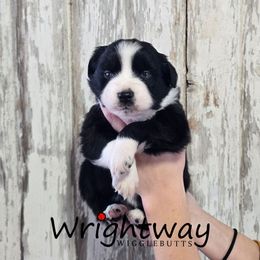 Rye - Black & white female Miniature Australian Shepherd puppy in Dowagiac, Michigan from Wrightway Wigglebutts