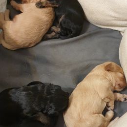 Cavalier King Charles Spaniels, Cavapoos, Goldendoodles, and Poodles from Angel Breed Solutions