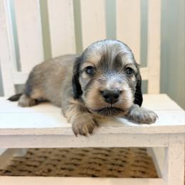 Dreamer 3500 - Cream male Dachshund puppy in Sylvania, Alabama from Yancey’s Doxies